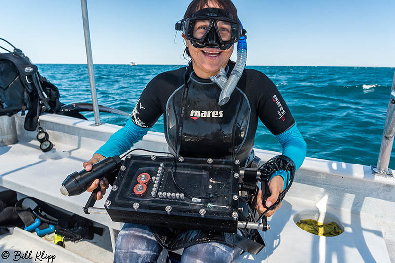 Whale Shark Research, Sea of Cortez, Baja Photos by Bill Klipp