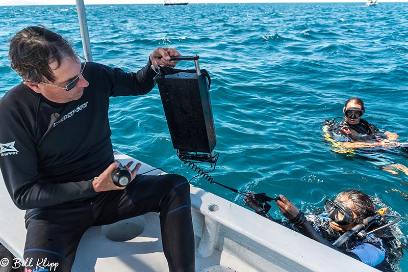 Whale Shark Research, Sea of Cortez, Baja Photos by Bill Klipp