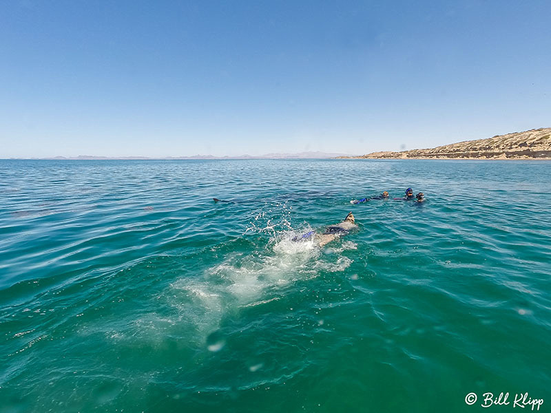 Common Dolphins, Sea of Cortez, Baja Photos by Bill Klipp