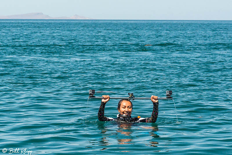 Common Dolphins, Sea of Cortez, Baja Photos by Bill Klipp