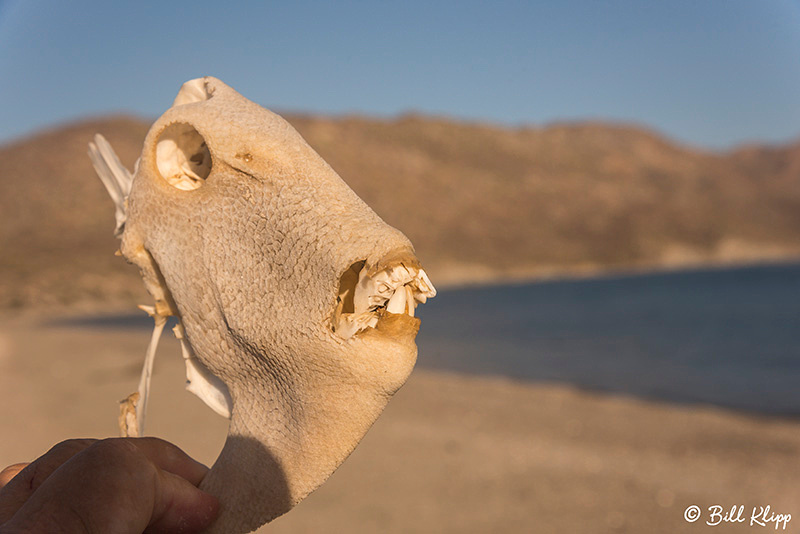 Isla San Jose, Baja Photos by Bill Klipp