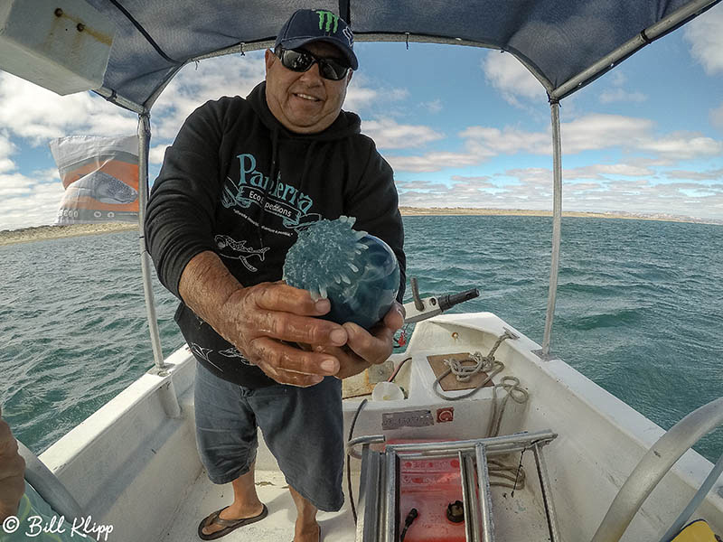 Canon Jellyfish, La Paz Bay, Baja Photos by Bill Klipp