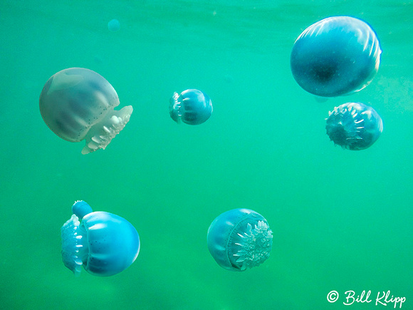 Canon Jellyfish, La Paz Bay, Baja Photos by Bill Klipp