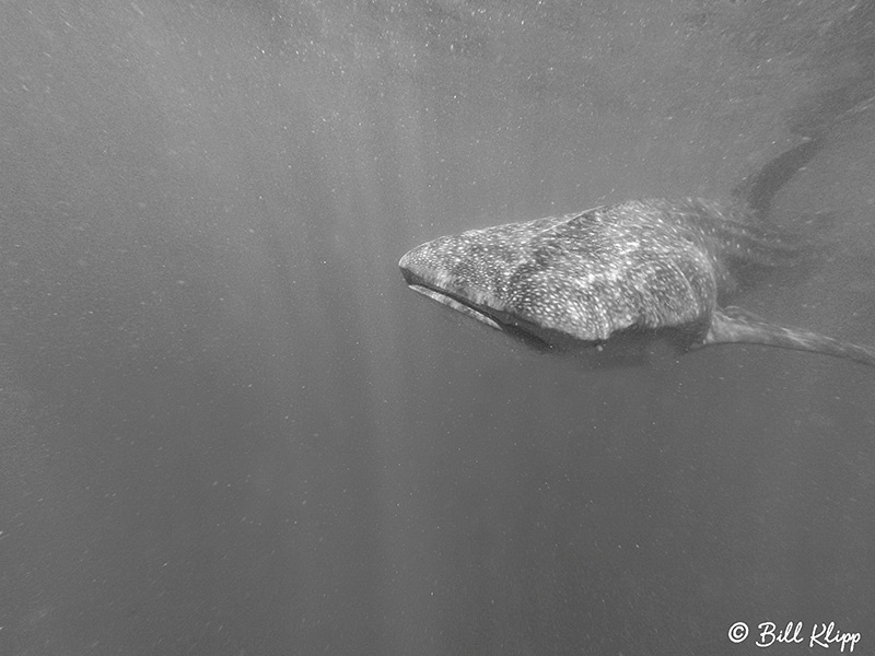 Whale Sharks, La Paz Bay, Baja Photos by Bill Klipp