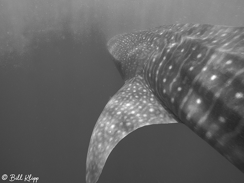 Whale Sharks, La Paz Bay, Baja Photos by Bill Klipp