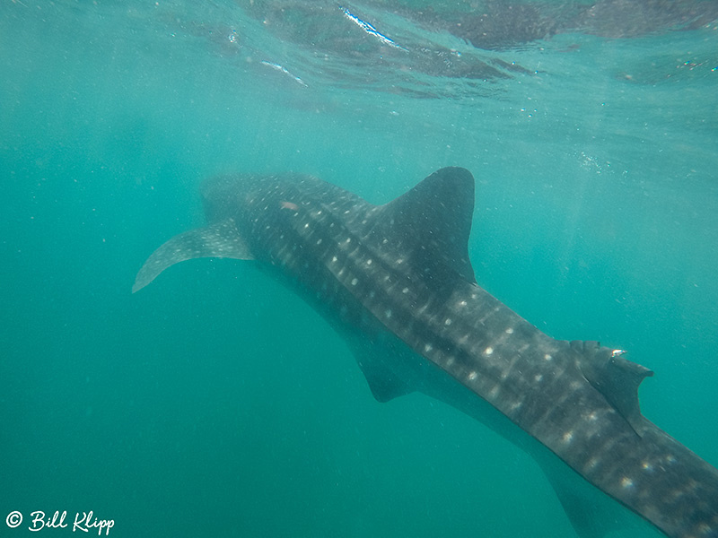 Whale Sharks, La Paz Bay, Baja Photos by Bill Klipp