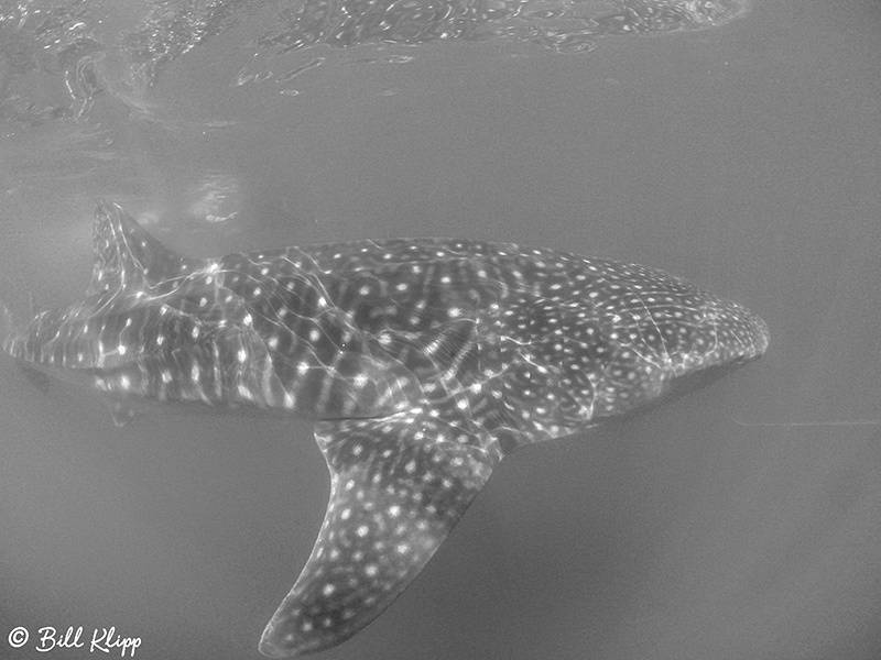 Common Dolphins, Sea of Cortez, Baja Photos by Bill Klipp