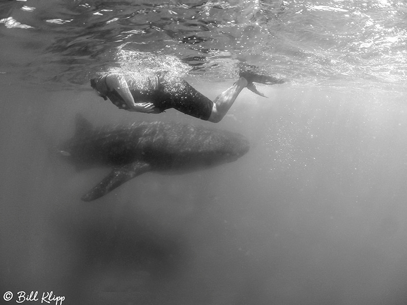 Common Dolphins, Sea of Cortez, Baja Photos by Bill Klipp