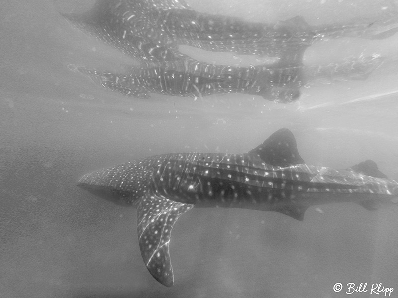 Common Dolphins, Sea of Cortez, Baja Photos by Bill Klipp