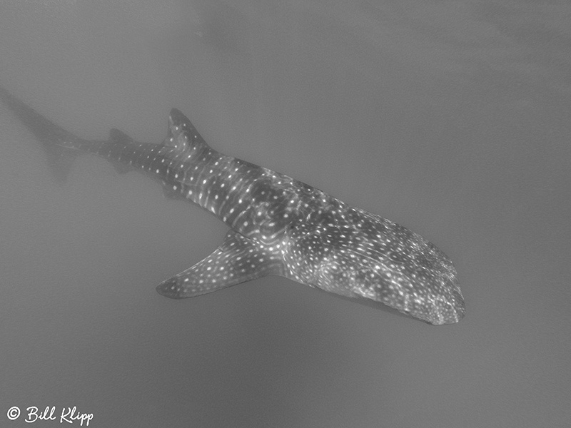 Common Dolphins, Sea of Cortez, Baja Photos by Bill Klipp