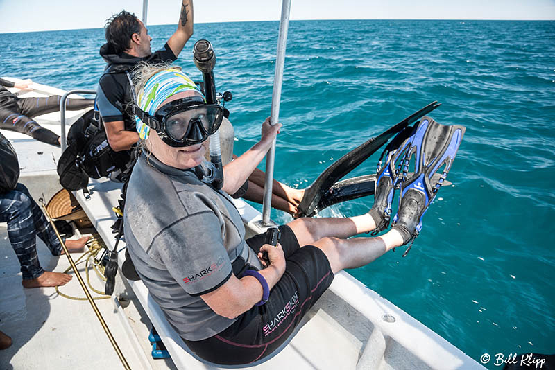 Whale Shark Research, Sea of Cortez, Baja Photos by Bill Klipp