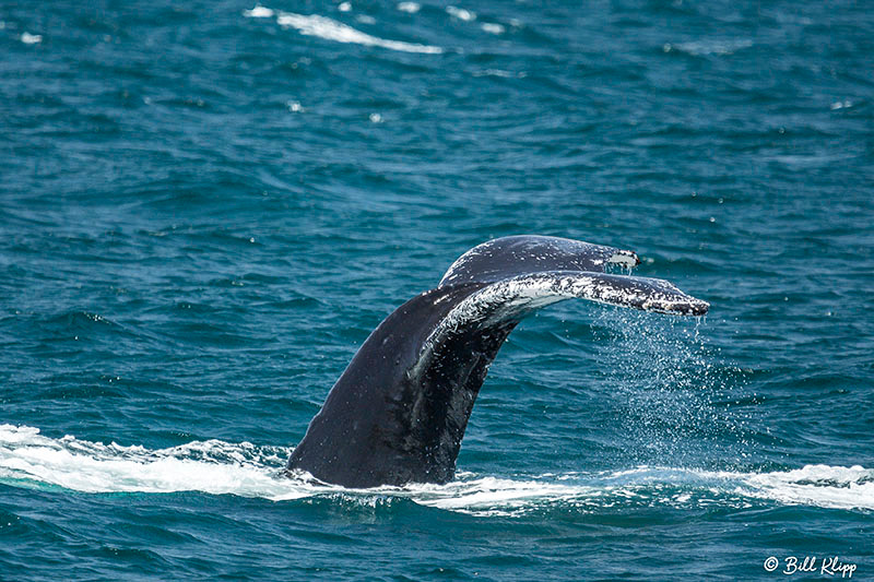 Isla San Jose, Baja Photos by Bill Klipp