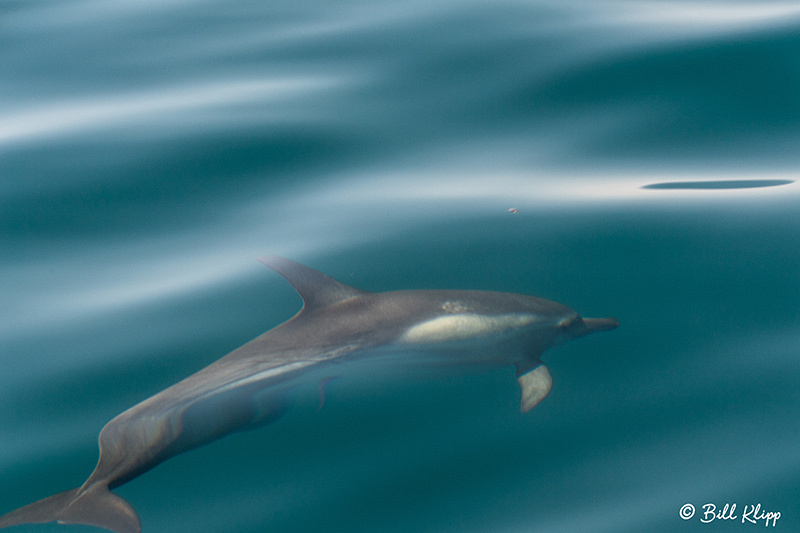 Common Dolphins, Sea of Cortez, Baja Photos by Bill Klipp