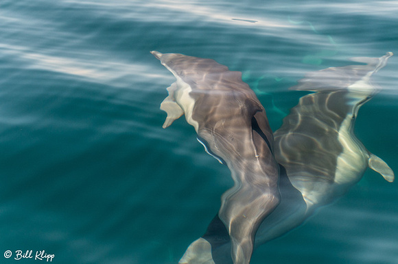 Common Dolphins, Sea of Cortez, Baja Photos by Bill Klipp