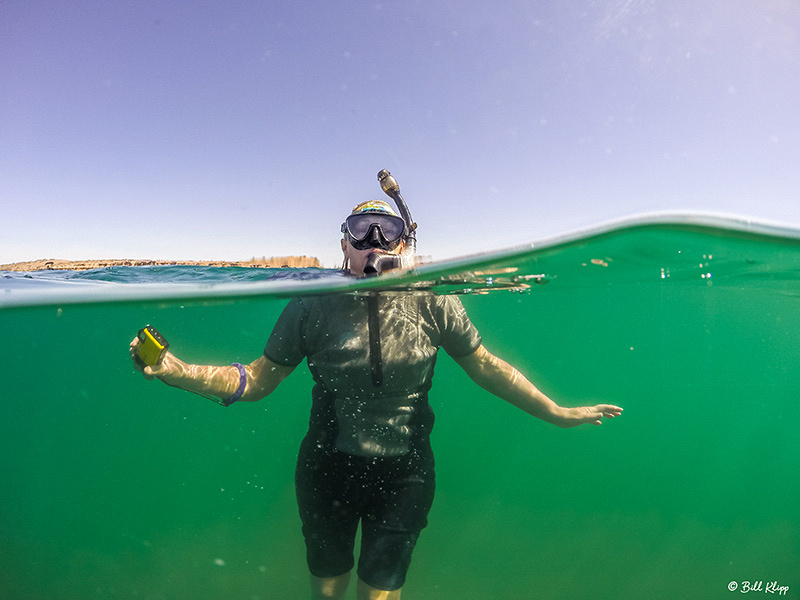 Common Dolphins, Sea of Cortez, Baja Photos by Bill Klipp