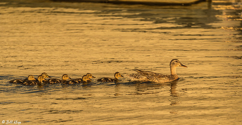 Mallard Ducks Discovery Bay Photos by Bill Klipp