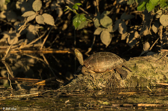 Pacific Pond Turtle Discovery Bay Photos by Bill Klipp