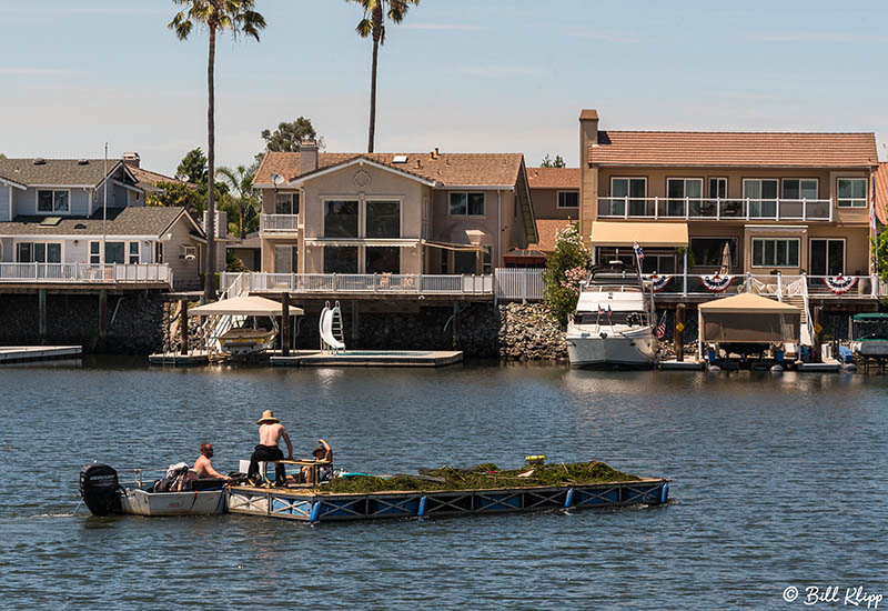 Beavers, Discovery Bay Photos by Bill Klipp