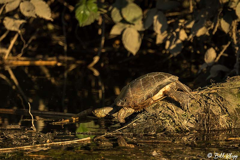 Pacific Pond Turtle Discovery Bay Photos by Bill Klipp