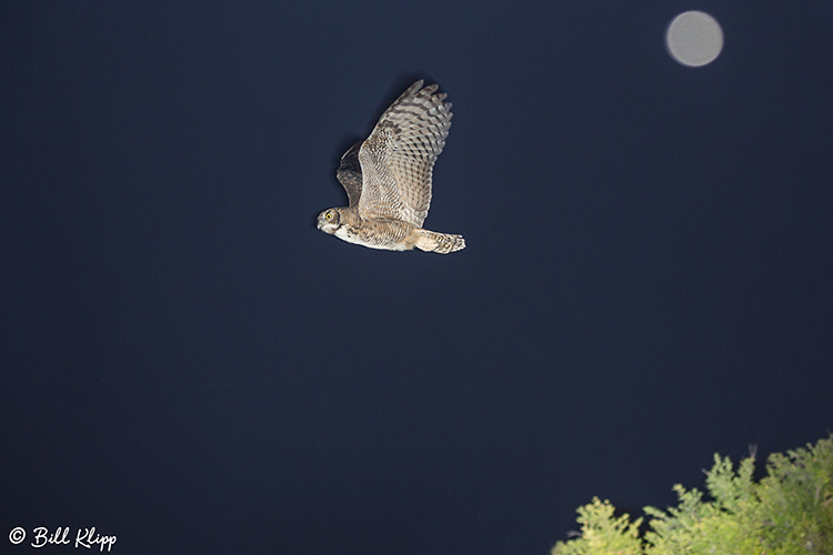 Great Horned Owl, Discovery Bay Photos by Bill Klipp