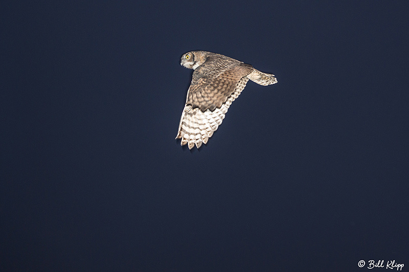 Great Horned Owl, Discovery Bay Photos by Bill Klipp