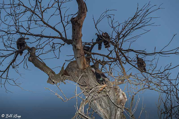 Wild Turkeys, Discovery Bay Photos by Bill Klipp