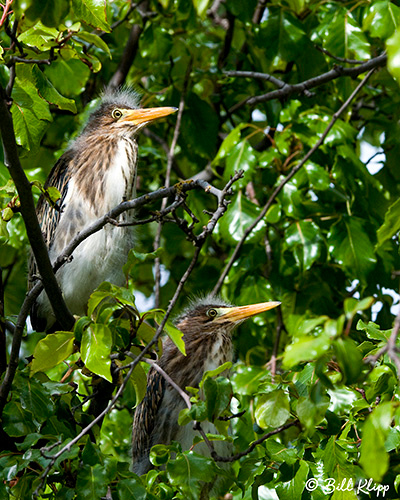 Green Heron Photos by Bill Klipp