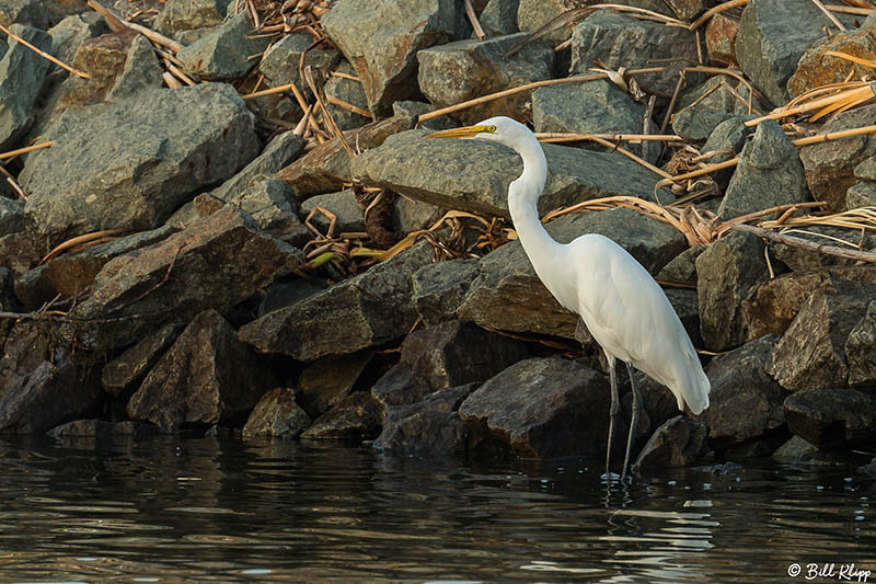 Discovery Bay Photos by Bill Klipp