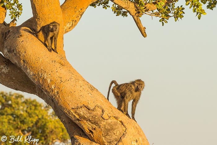 Serengeti National Park, Serian North Alex Walker Camp