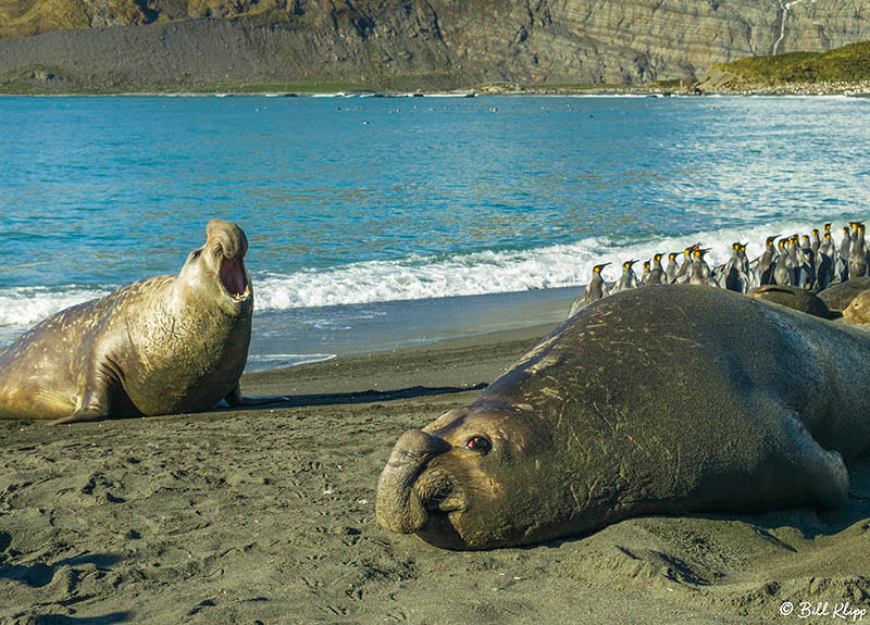 Gold Harbor, South Georgia Island Photos by Bill Klipp