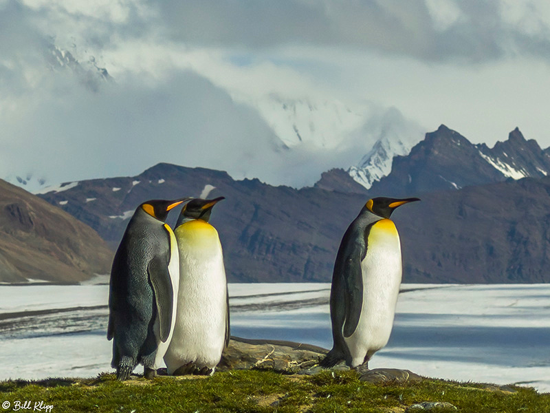 Fortuna Bay, South Georgia Island Nov 2017, Photos by Bill Klipp