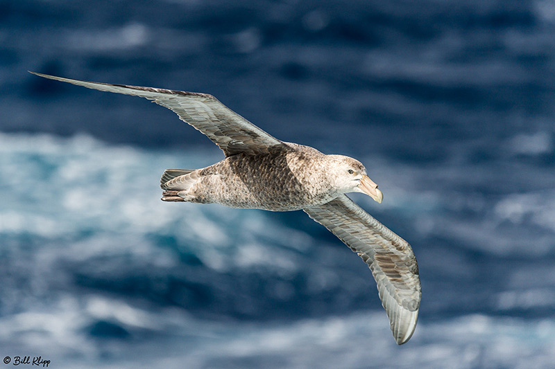 Drakes Passage, Southern Ocean Antarctica Photos by Bill Klipp