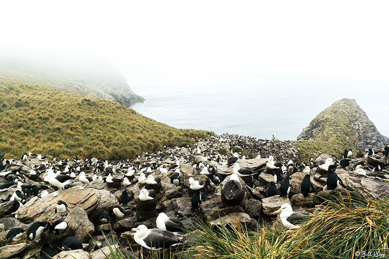 Carcass Island, West Falkland Islands,  Photos by Bill Klipp