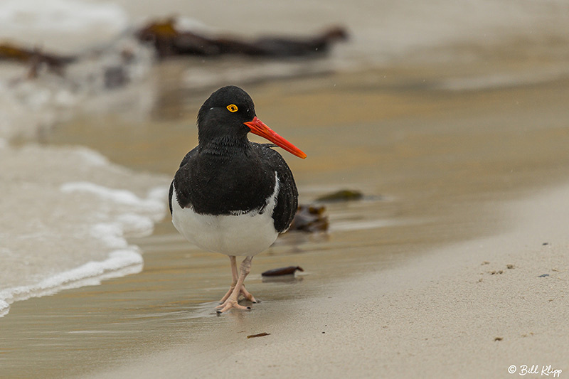 Carcass Island, West Falkland Islands,  Photos by Bill Klipp