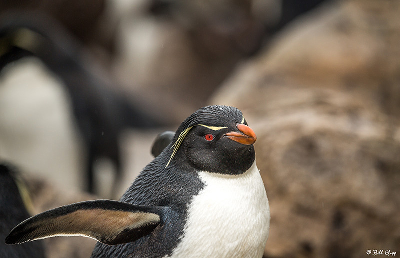 Magellanic Penguins, Carcass Island, West Falkland Islands, Phot