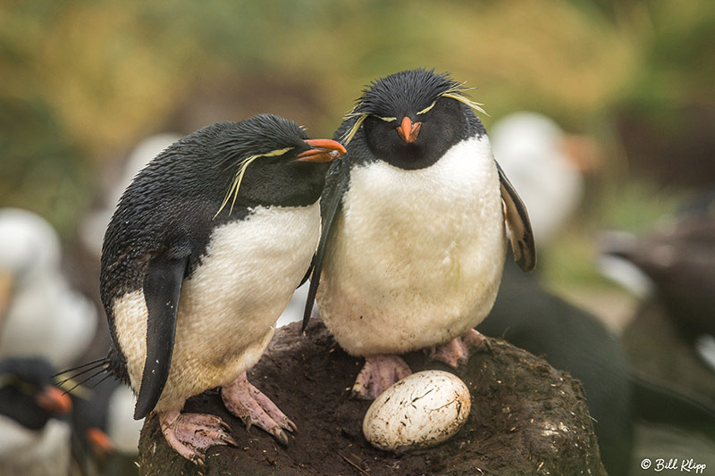 Magellanic Penguins, Carcass Island, West Falkland Islands, Phot