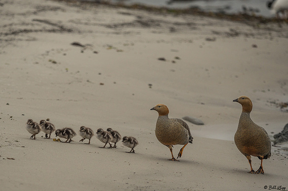 Ruddy Geese, Carcass Island, West Falkland Islands, Photos by Bi