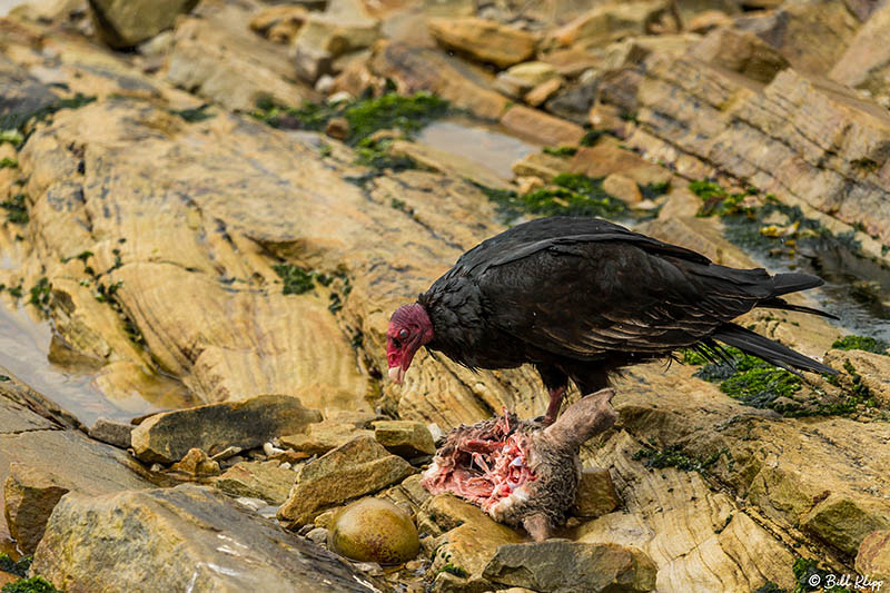 Vulture, Carcass Island, West Falkland Islands, Photos by Bill K