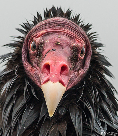 Vulture, Carcass Island, West Falkland Islands, Photos by Bill K