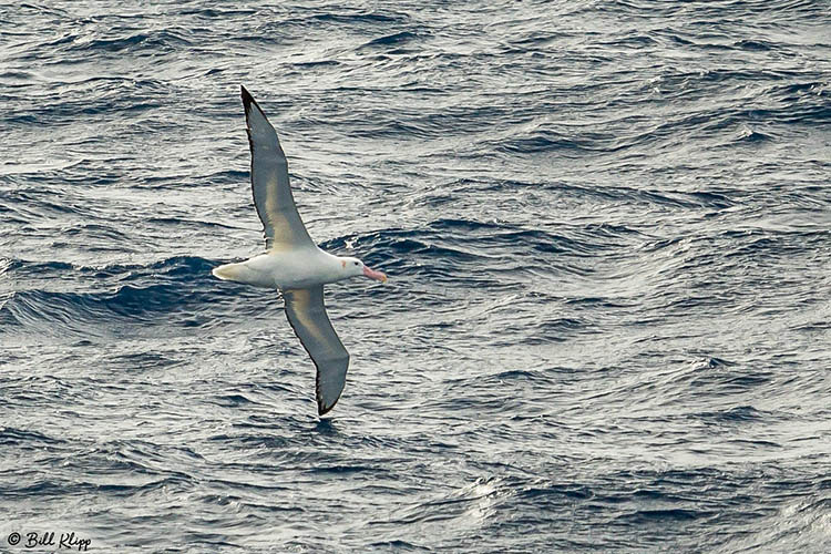 Birds Wandering Albatross, Scotia Sea, Southern Ocean, Photos by