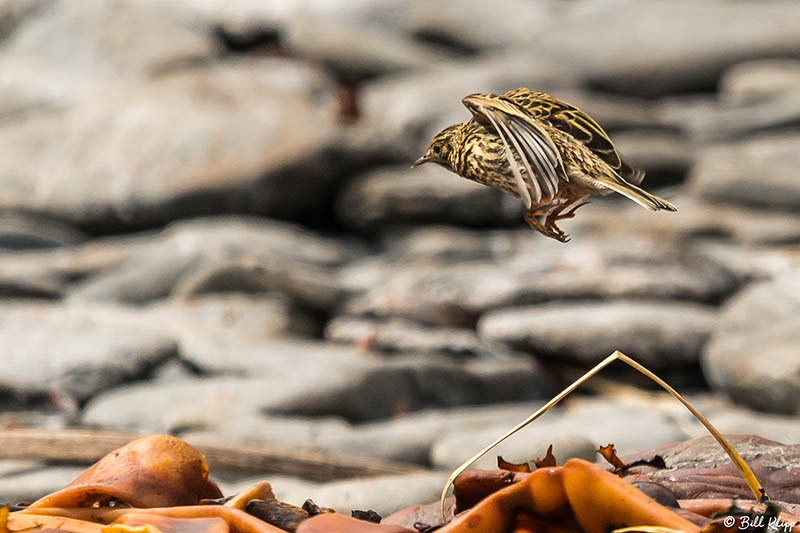 South Georgia Pipit Godthul Harbour, South Georgia Island Nov 15