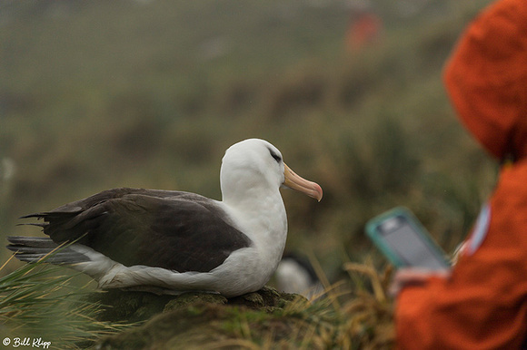 Black Browed Albatross, Carcass Island, West Falkland Islands, P