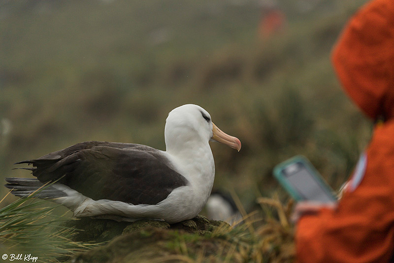 Black Browed Albatross, Carcass Island, West Falkland Islands, P