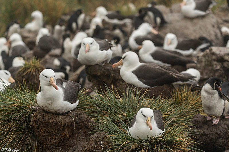 Black Browed Albatross, Carcass Island, West Falkland Islands, P