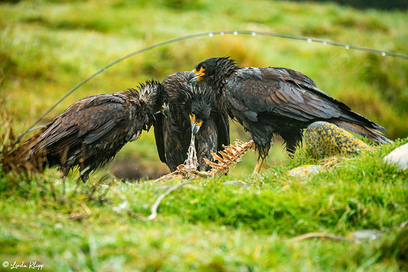 Carcass Island, West Falkland Islands,  Photos by Linda Klipp