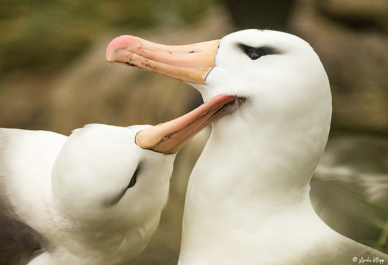 Black-Browed Albatross and Rock Hopper Penguin Colony, West Poin