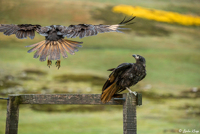 Carcass Island, West Falkland Islands,  Photos by Linda Klipp