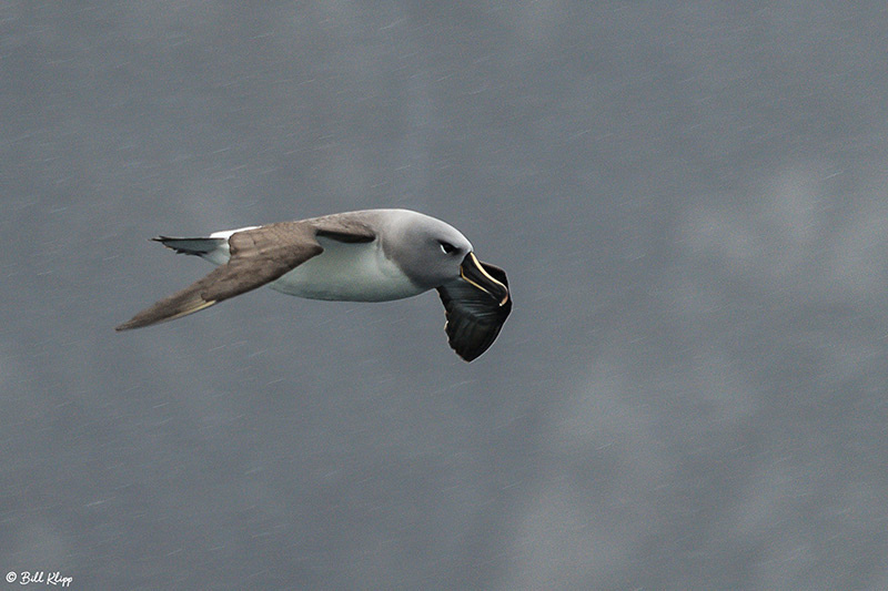 Arctic Prion, Elsehul Bay, South Georgia Island Photos by Bill K