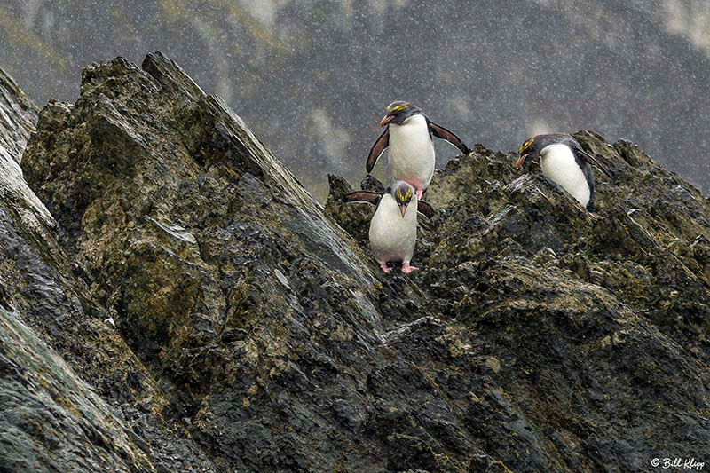 Macaroni Penguins, Elsehul Bay, south Georgia Island Photos by B