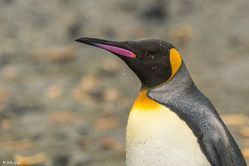 Right Whale Bay, South Georgia Island Photos by Bill Klipp